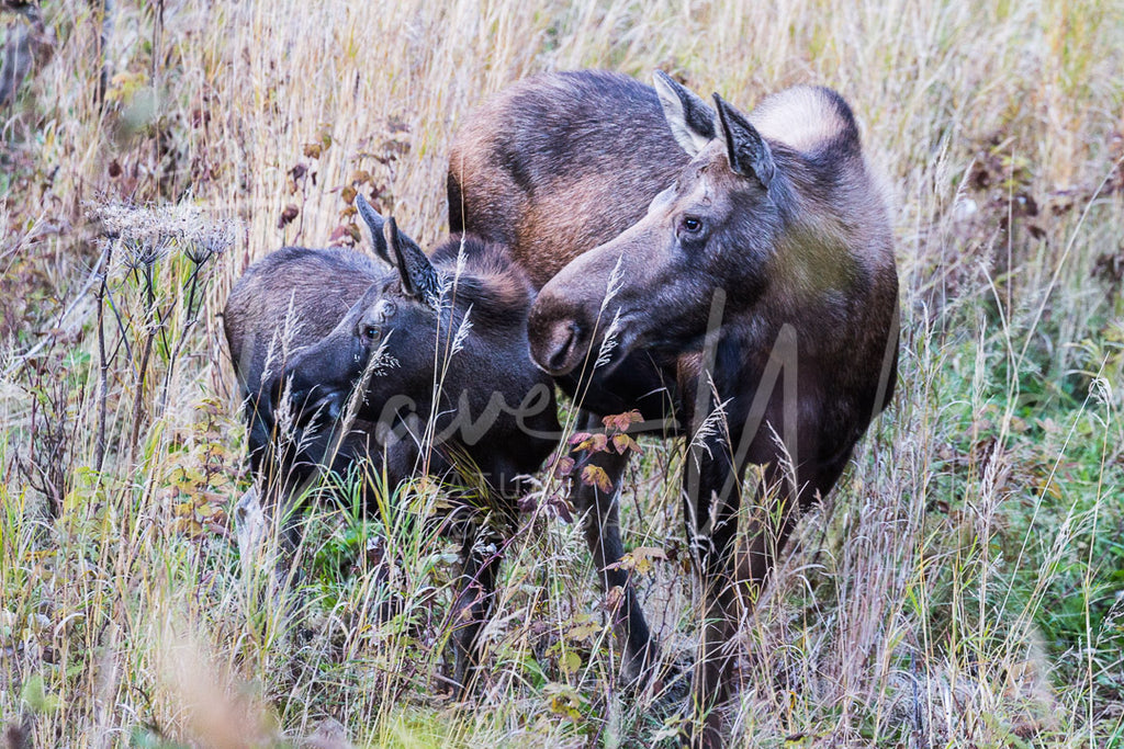 Cow & Calf On Alert!