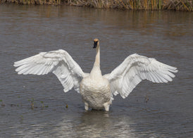 Trumpeter Swans