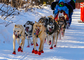 Iditarod - The Last Great Race