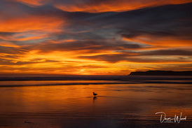 Lone Gull At Sunset